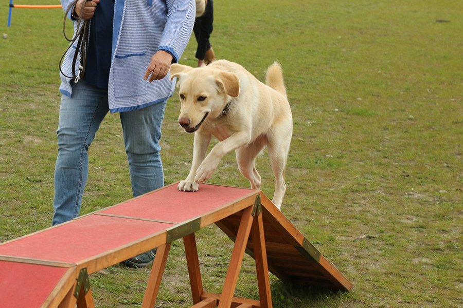 agility-loopplank-hond